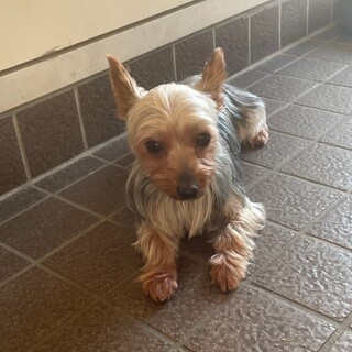 小さすぎるヨーキー、リノアの家族を募集します。