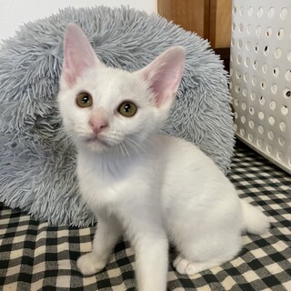 3ヶ月の白猫♀幼名は【ラテ】