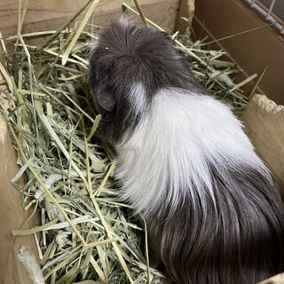 コロネットモルモット