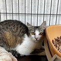 可愛らしい顔のディアちゃん【飛騨】