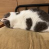 ハチ#
