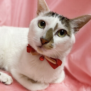 ６キロの大型猫！犬みたいに人懐っこい『シロ』