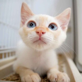 7月9日入所のシャム系白オレンジの子猫の男の子