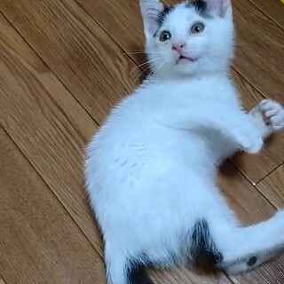 およそ３ヶ月の元気な男の子