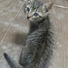 捨て猫クーちゃん♡幸せになってね サムネイル2