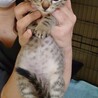 捨て猫クーちゃん♡幸せになってね サムネイル3