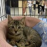 捨て猫クーちゃん♡幸せになってね サムネイル4