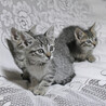 捨て猫クーちゃん♡幸せになってね サムネイル7