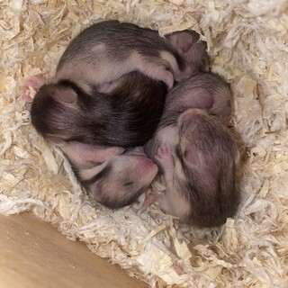 2023年6月21日生_ゴールデンハムスター福岡市