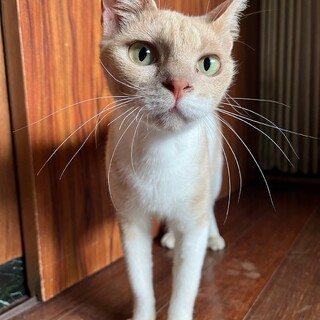 2才の懐いた成猫さん　