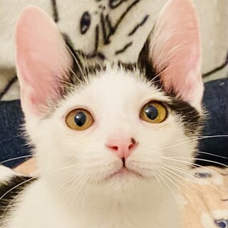 ゴロゴロ甘々男子♥らーめん兄妹