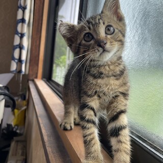 キジトラくん生後2ヶ月