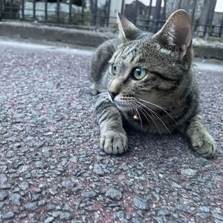 キジ　女の子　2才