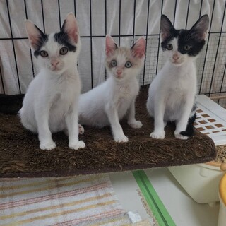 とても可愛い三姉妹