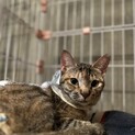 多頭飼育崩壊の子達　レモンちゃん