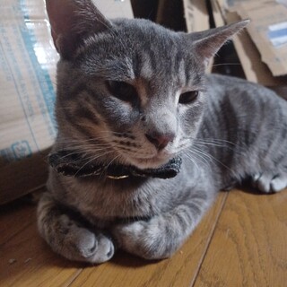 幸せのかぎしっぽ♪はぴくん