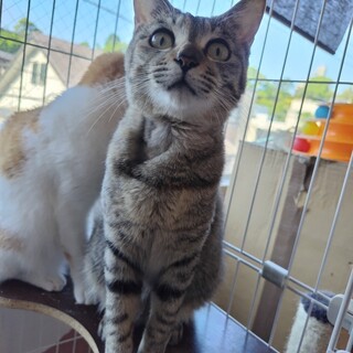 ツンデレ系女子☆おはなちゃん