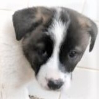 5-3-115◆可愛い子犬◆家族に迎えませんか？