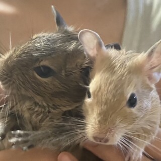 デグー　生後２か月　2匹　里親募集