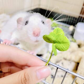 ファンシーラットの里親さん募集????