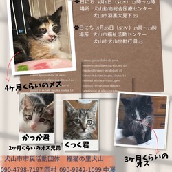 猫の譲渡会 @犬山市動物総合医療センター