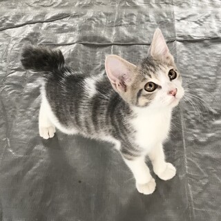 めっちゃ美猫　グレー系キジ白　短尾　約３ヶ月
