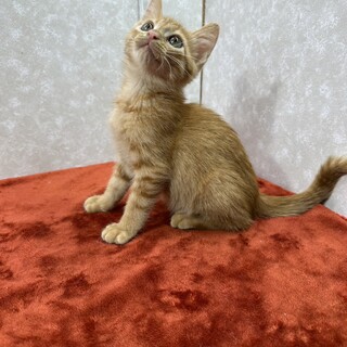 茶トラボーイ‼️初めて飼う人にお勧め❤サバ