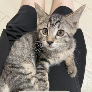  お膝大好き甘えん坊の女の子 サザエちゃん♡