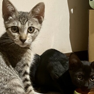 子猫の姉妹