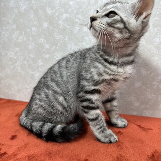 サバトラ好き必見‼️クールに甘えるませ猫❤小太郎