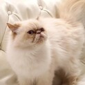 ヒマラヤン　メス