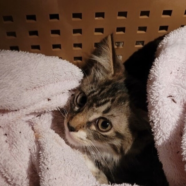 NPO法人あんじゅりあんのカバー写真