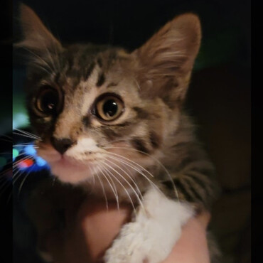 川で流されそうになっててレスキュー！すごく可愛いおめめくりくりのソックスちゃんちゃんです♡