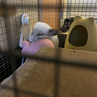 チンチラ/パールパイド