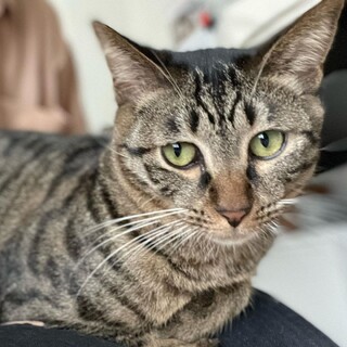 ゴロゴロいうと止まらない大君(宙君と同時募集)