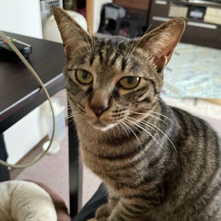 抱っこ大好き甘えん坊宙君(大君と同時募集)