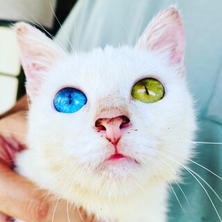 オッドアイの白猫美少女