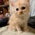 サイベリアン　子猫　オス