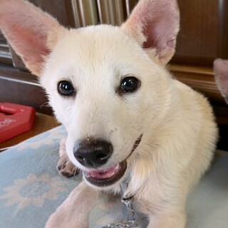 【相談中】かわいい子犬　ふうやくん　2ヶ月