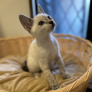 2ヶ月半兄妹①シャムミックス女の子