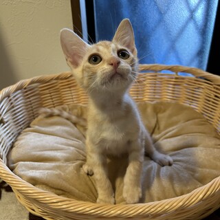 2ヶ月半兄妹②ベージュの茶トラ男の子