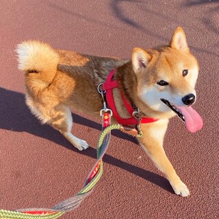 一時預かり先も合わせて募集中。柴犬2才男の子