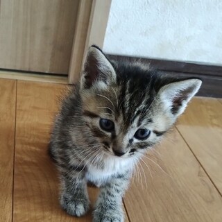 里親決定。ユキちゃん