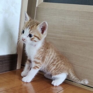 里親決定。乱太郎君