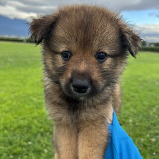 人懐っこい子です