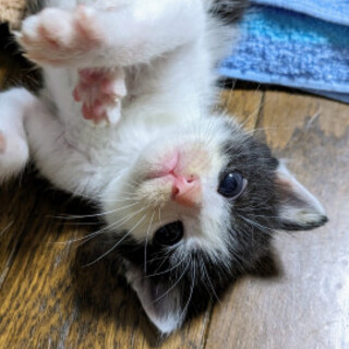 ぽやっとした表情のキタロー君