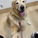 ゴールデンレトリバー3才のラブちゃんです♡