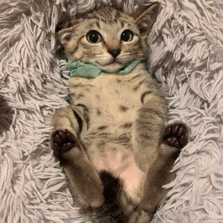 ショートテイル♡あるくん