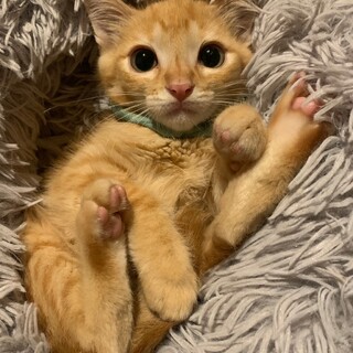 ハンモック大好き♡いーくん