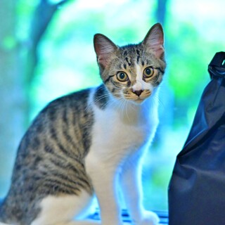 人懐っこくて肩乗り大好きな男の子♪【マヨ】